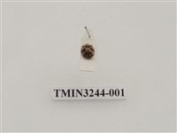 藏品(茄二十八星瓢蟲)的圖片